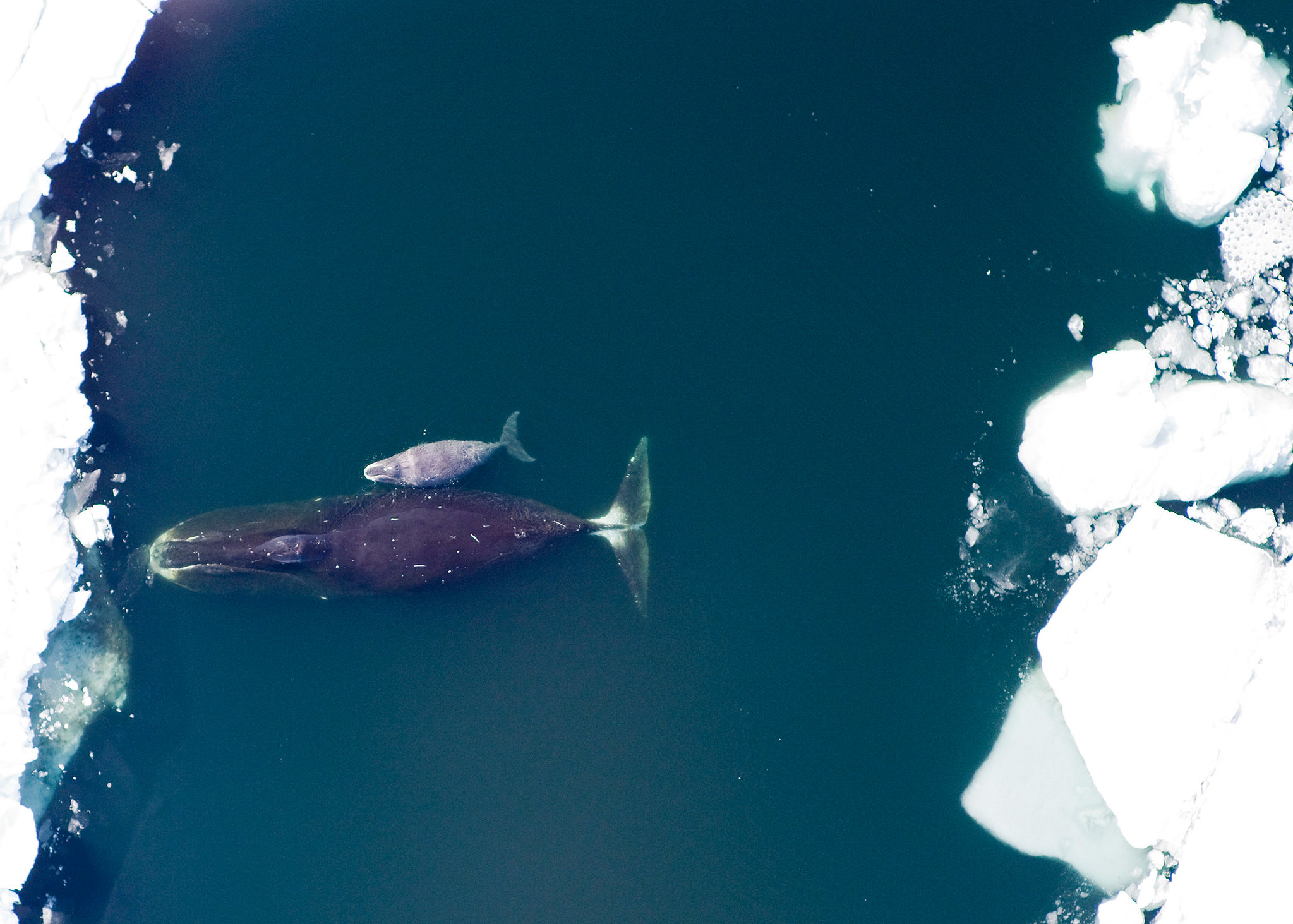 Bowhead whale and calf swimming in the Arctic Ocean