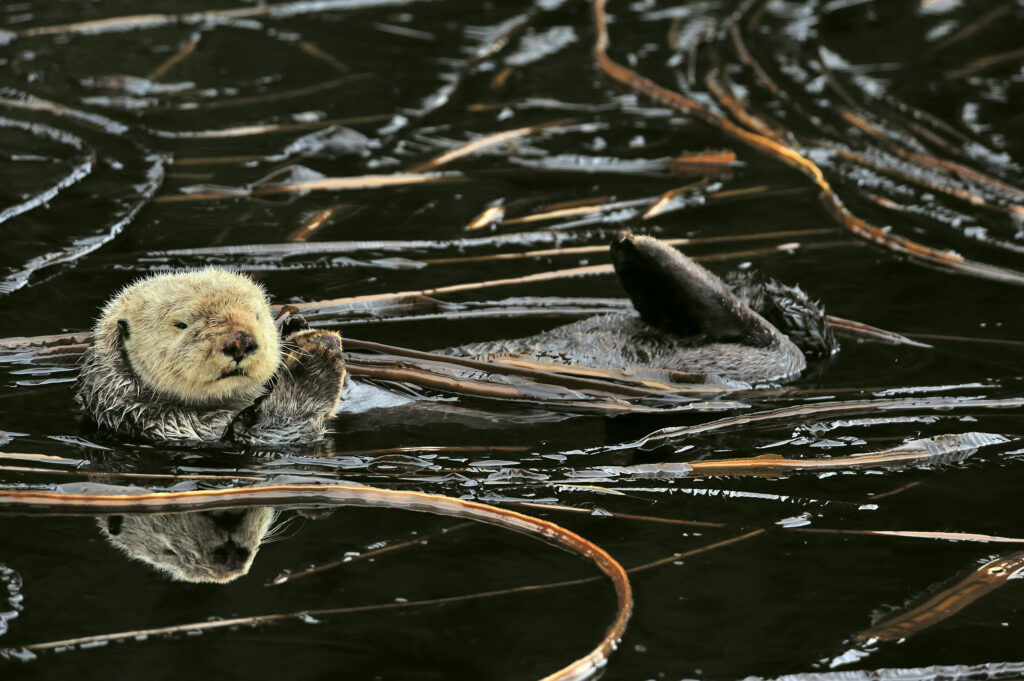 Sea otter floating on its back at surface among kelp,