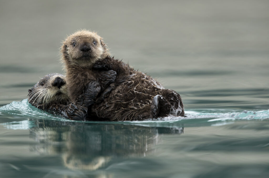 Sea otter laying on her back, holding a pup. 