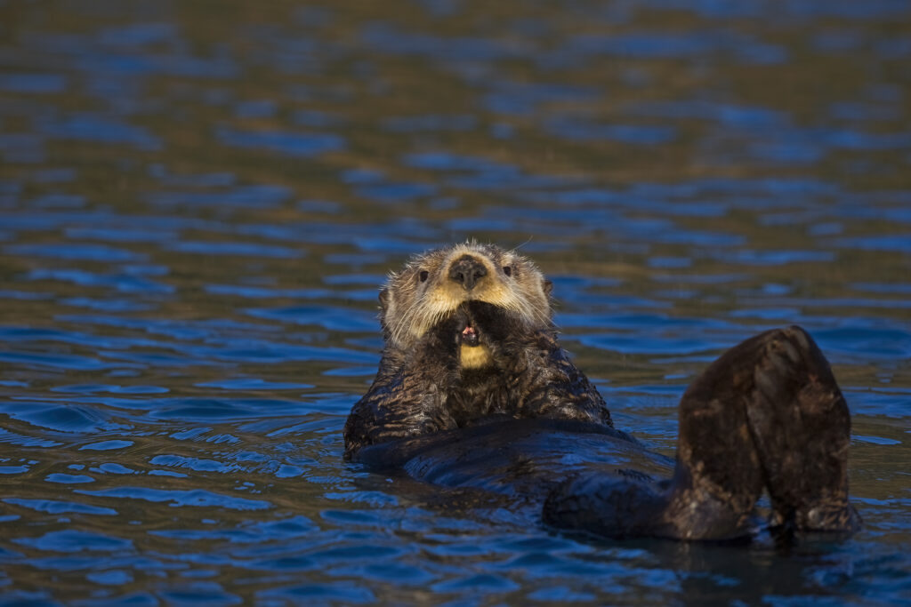 Sea otter floating on its back with paws in mouth. 