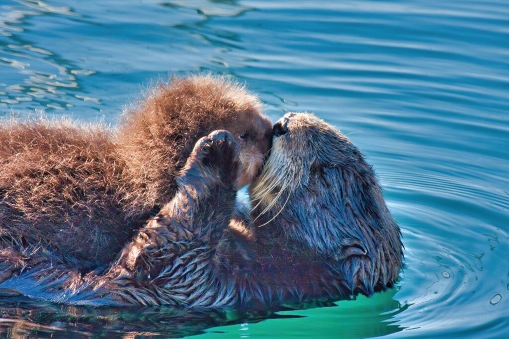 Mother sea otter kissing her pup.