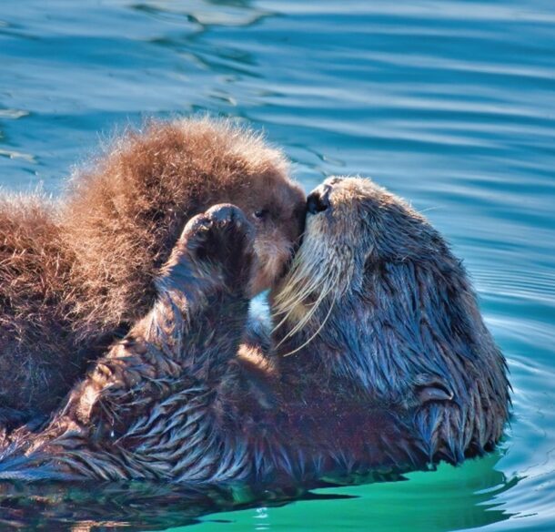 Mother sea otter kissing her pup.