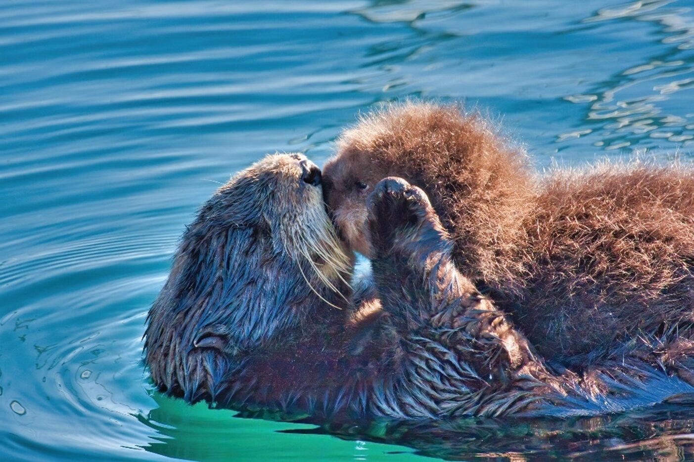 Mother sea otter kissing her pup.