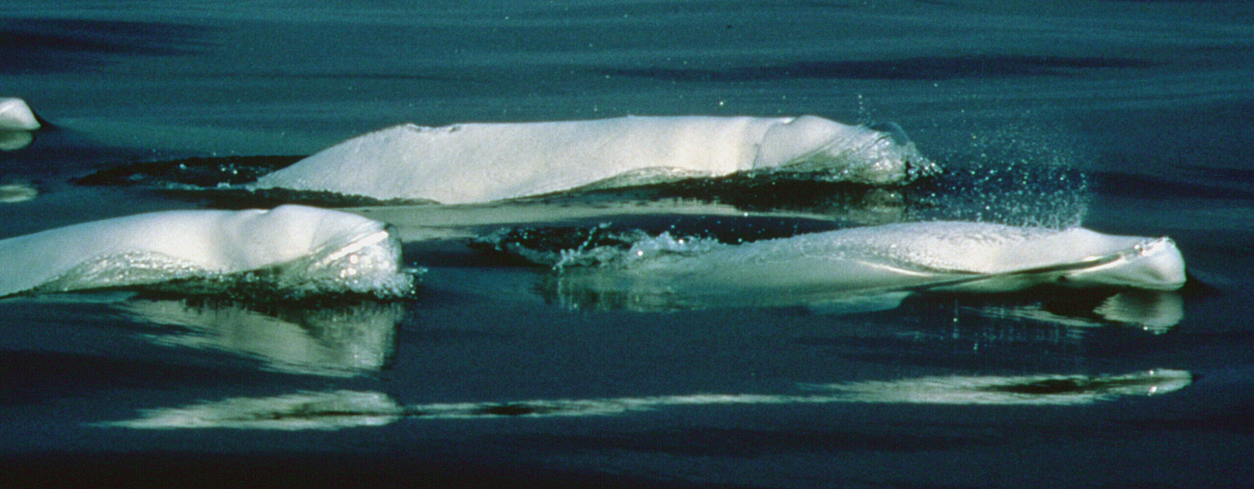 Three Beluga whales in the St. Lawrence River, Quebec, Canada.