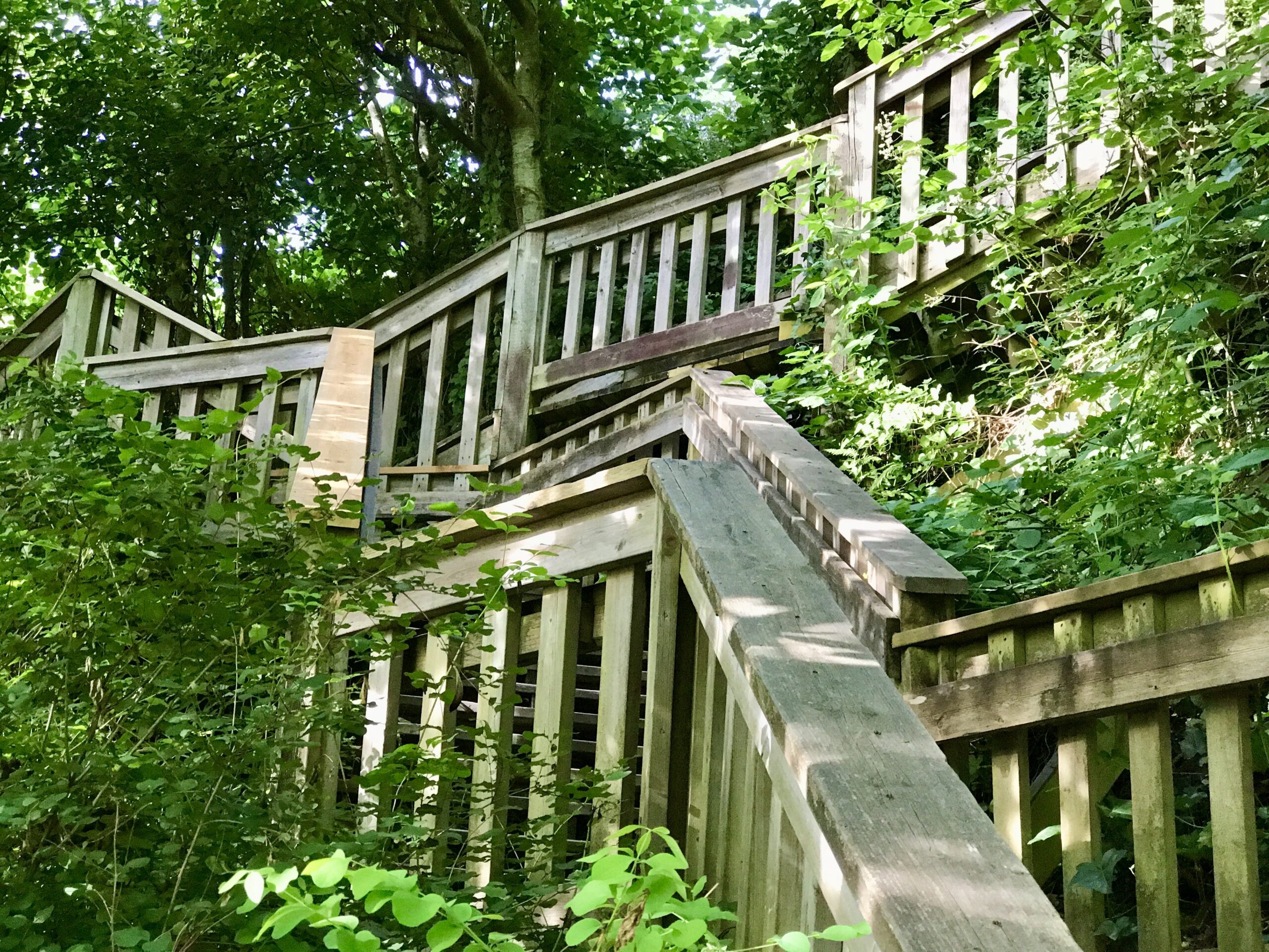Wooden stairs in a wooden bluff