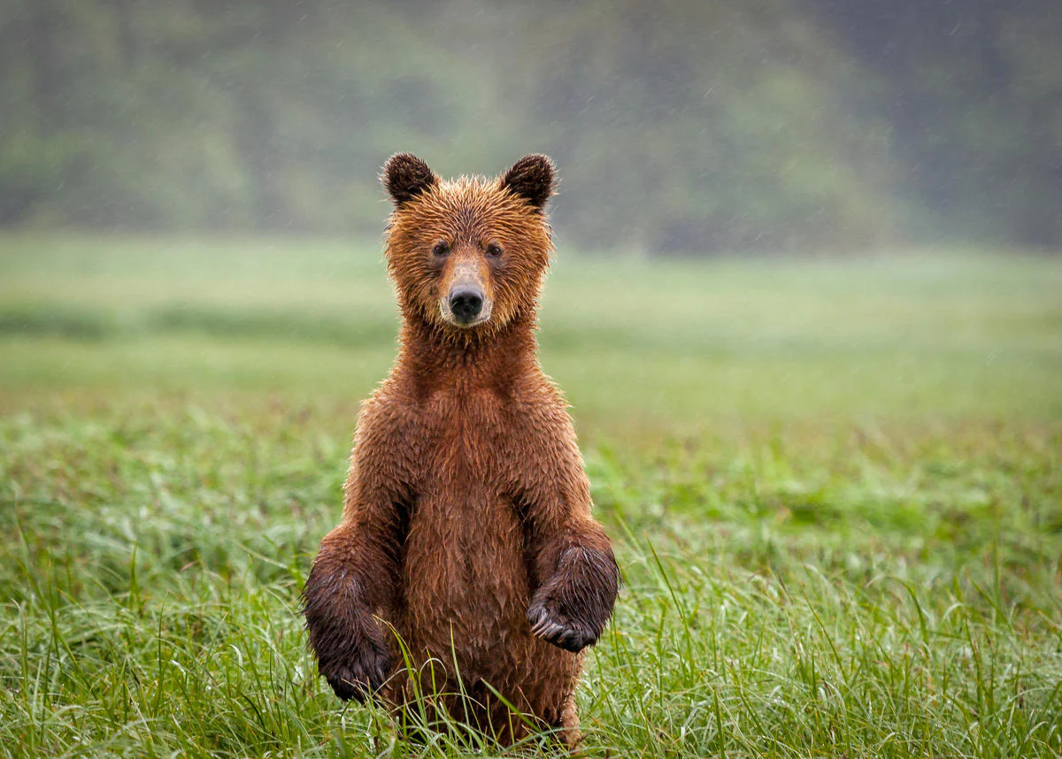 Grizzly bear in grass field