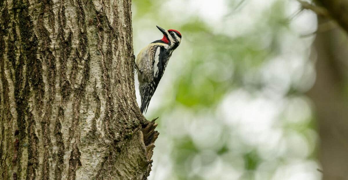 Yellow-bellied sapsucker on a maple tree