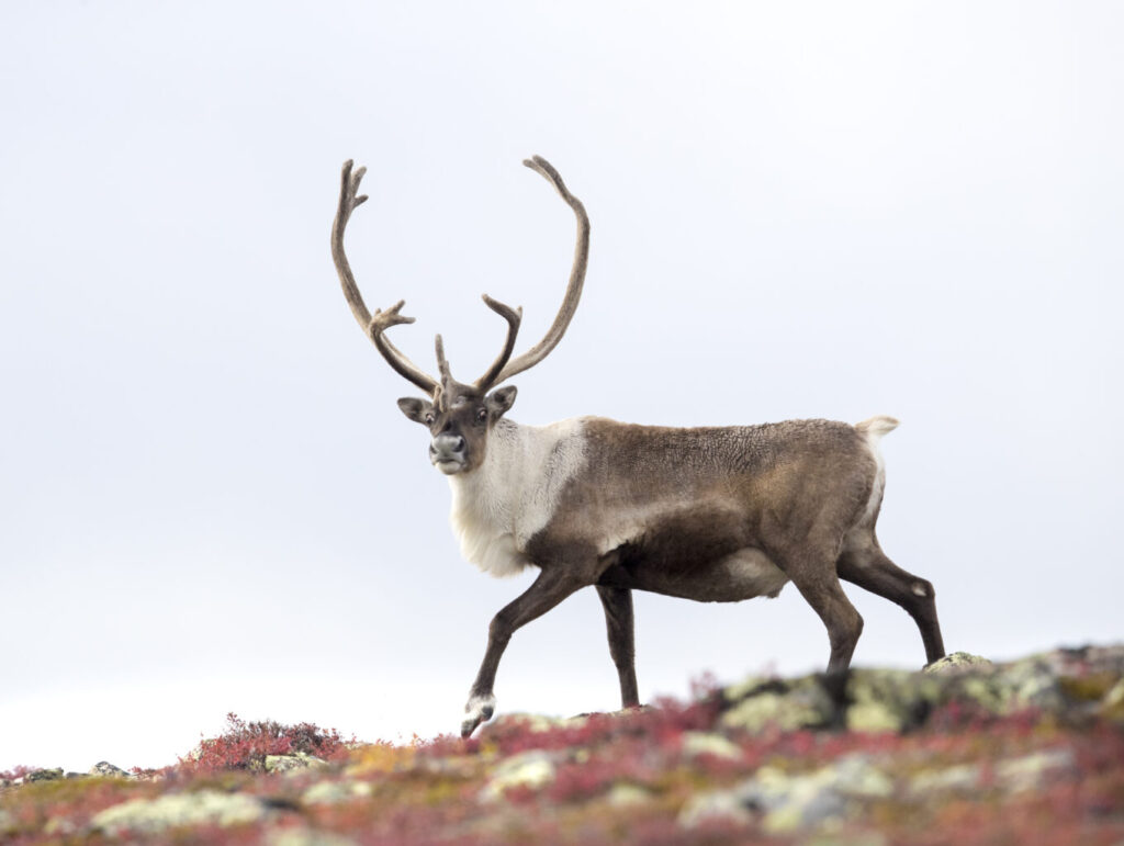 Barren-ground caribou bull walks through rocky landscape on a clear day