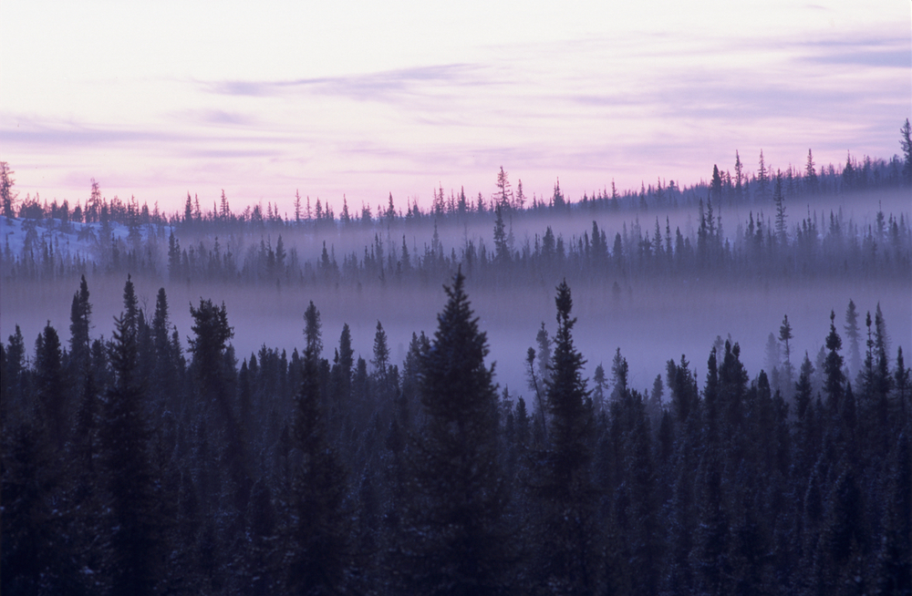 Sunset over a misty boreal forest