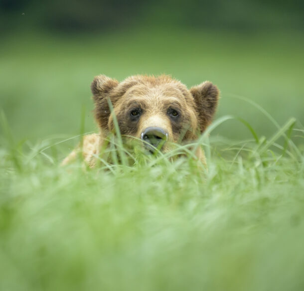 A brown bear (Ursus arctos) peers over a stand of tall Lyngbye’s sedge (Carex lyngbyei) in the tidal estuary of the Khutzeymateen Grizzly Bear Sanctuary, located within the larger Great Bear Rainforest along the remote northern coast of British Columbia, Canada. Established in 1994, Khutzeymateen is Canada’s first and only grizzly bear sanctuary, protecting roughly 45,000 hectares of critical habitat where bears rely on the estuary’s rich vegetation and intertidal resources for seasonal feeding. This sanctuary is part of the broader Great Bear Rainforest, a globally significant temperate rainforest renowned for its biodiversity and intact predator-prey ecosystems. Conservation initiatives within the Khutzeymateen aim to safeguard habitat from logging, tourism impacts, and climate-related pressures, ensuring the region’s grizzly population continues to thrive in a rare wilderness landscape where old-growth forest meets nutrient-rich estuaries.