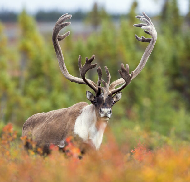 Huge barrenground caribou bull in Nunavut, Canada