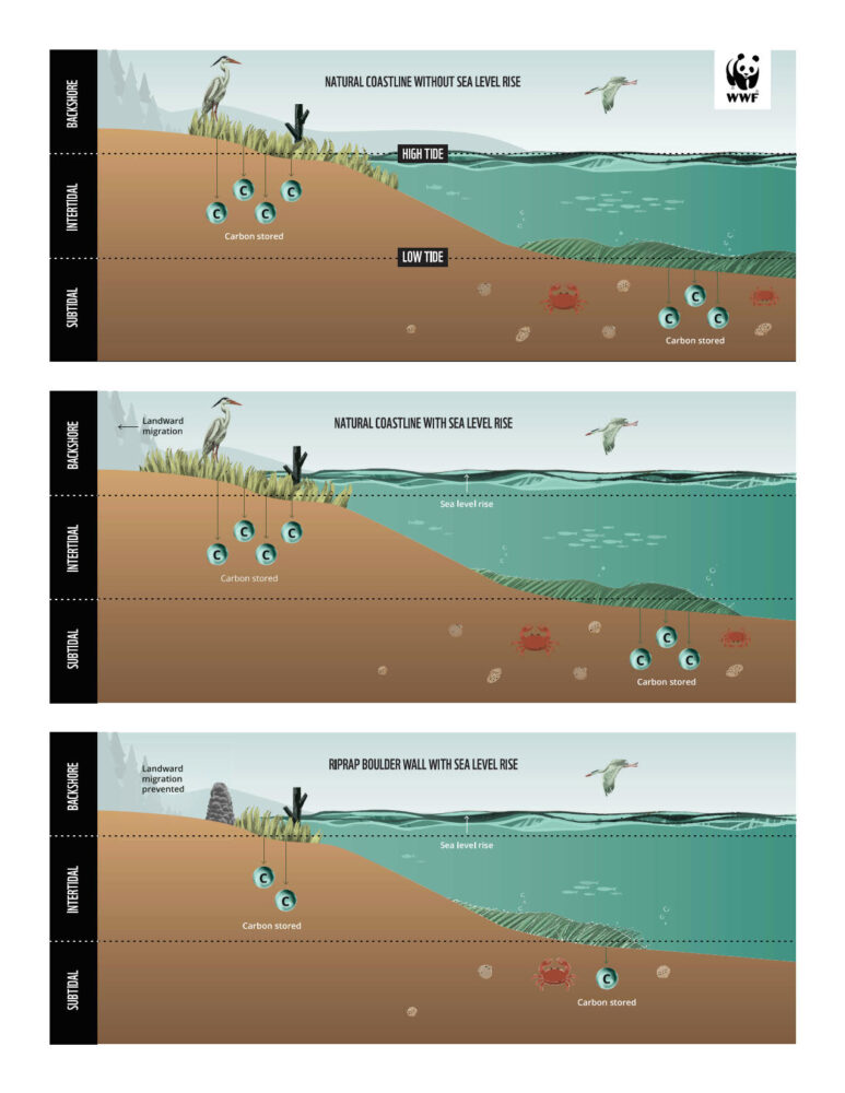 Ripple effects: The four biggest threats to coastal ecosystems in ...