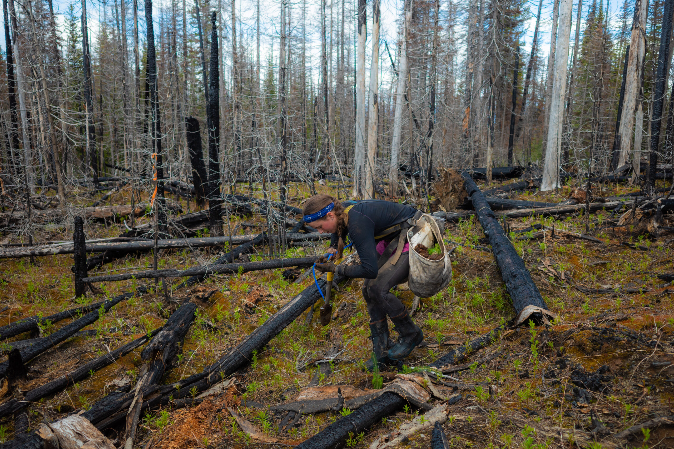 Tree planters reforesting fire-impacted land in Secwépemc territory