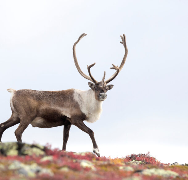 Bull barren-ground caribou (Rangifer tarandus groenlandicus) from the Qamanirjuaq herd in fall colours, Nunavut