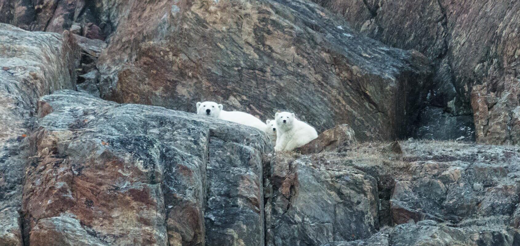 Polar bears up on a cliff