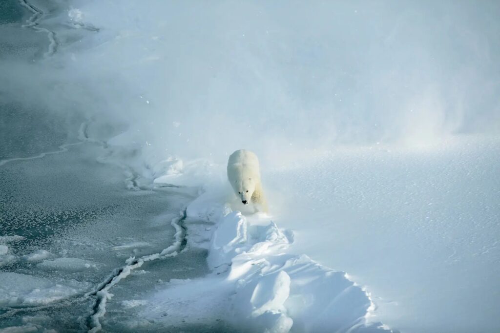 Polar bear on ice floe edge