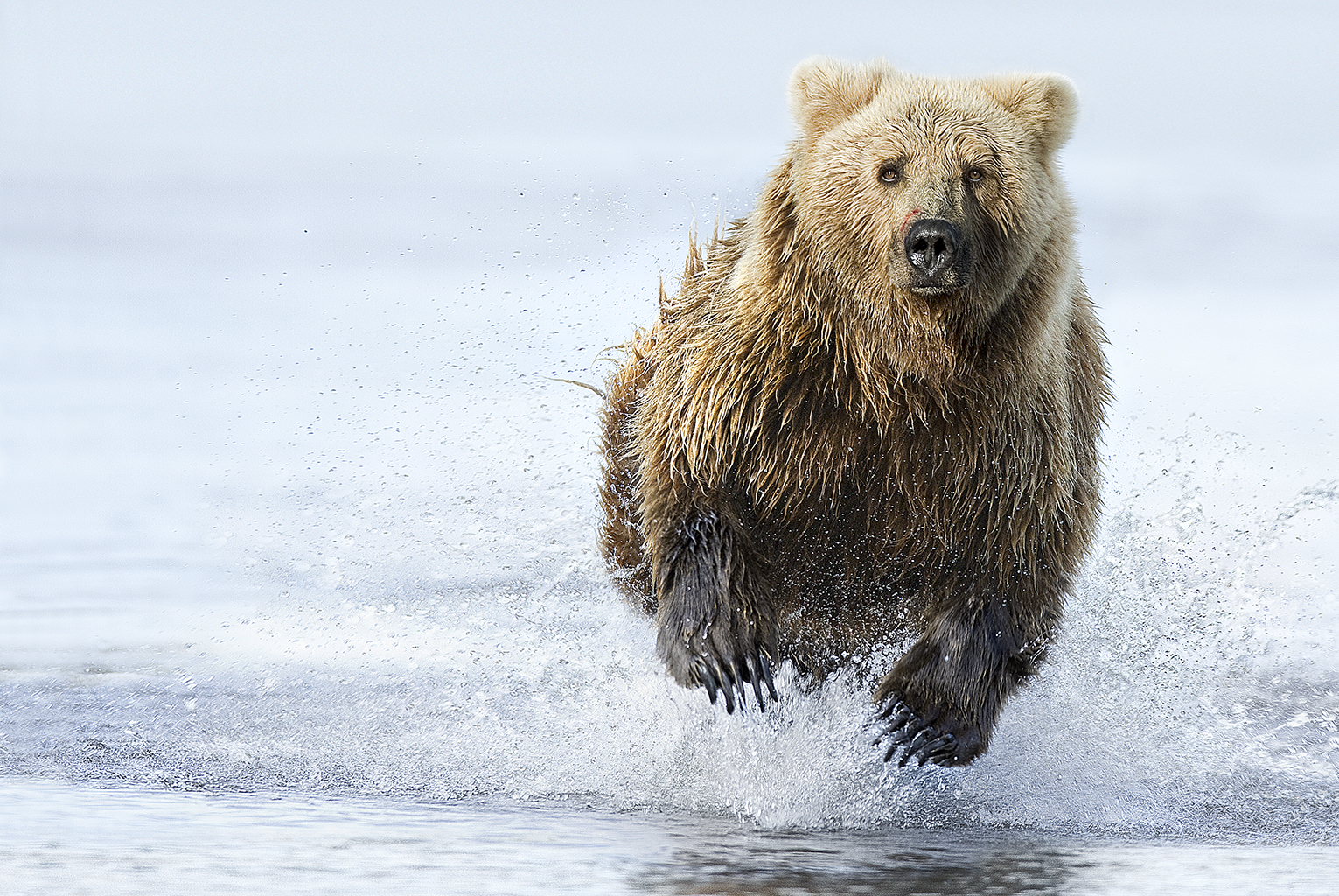 Un grizzli qui court dans l'eau
