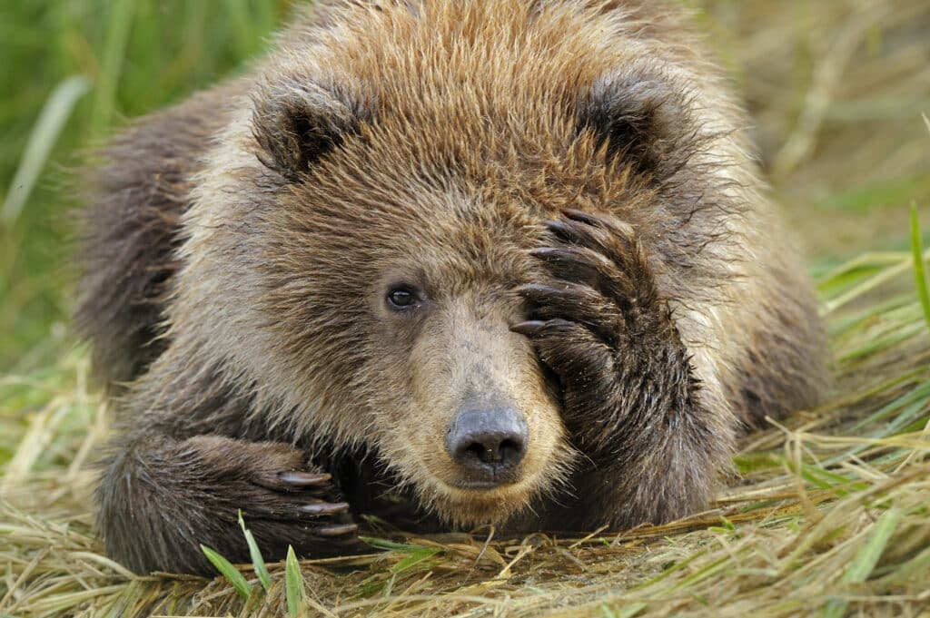 Portrait d'un ourson grizzly avec sa patte devant sa face.