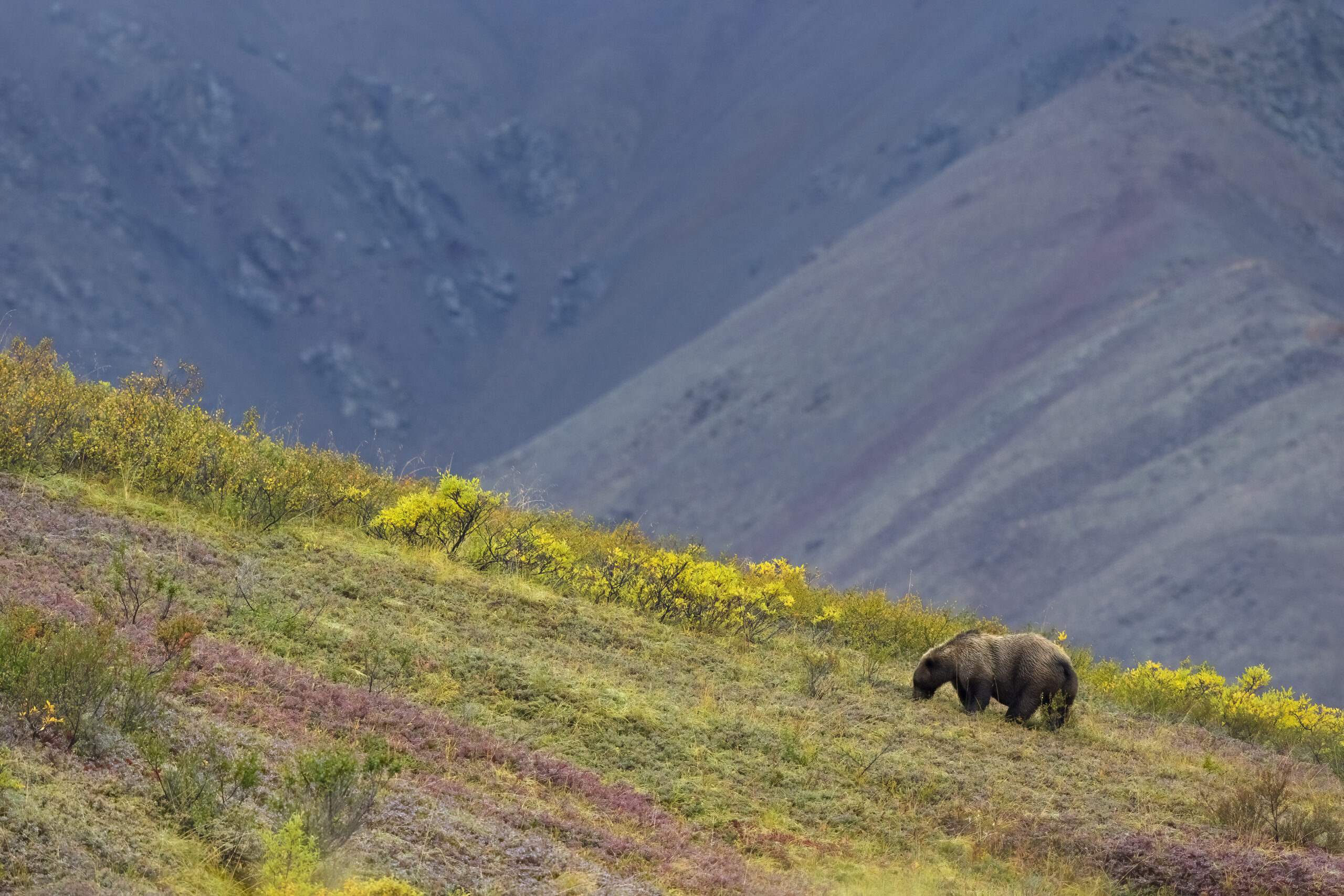 Un grizzli solitaire marchant sur une colline fleurie avec des montagnes en arrière-plan