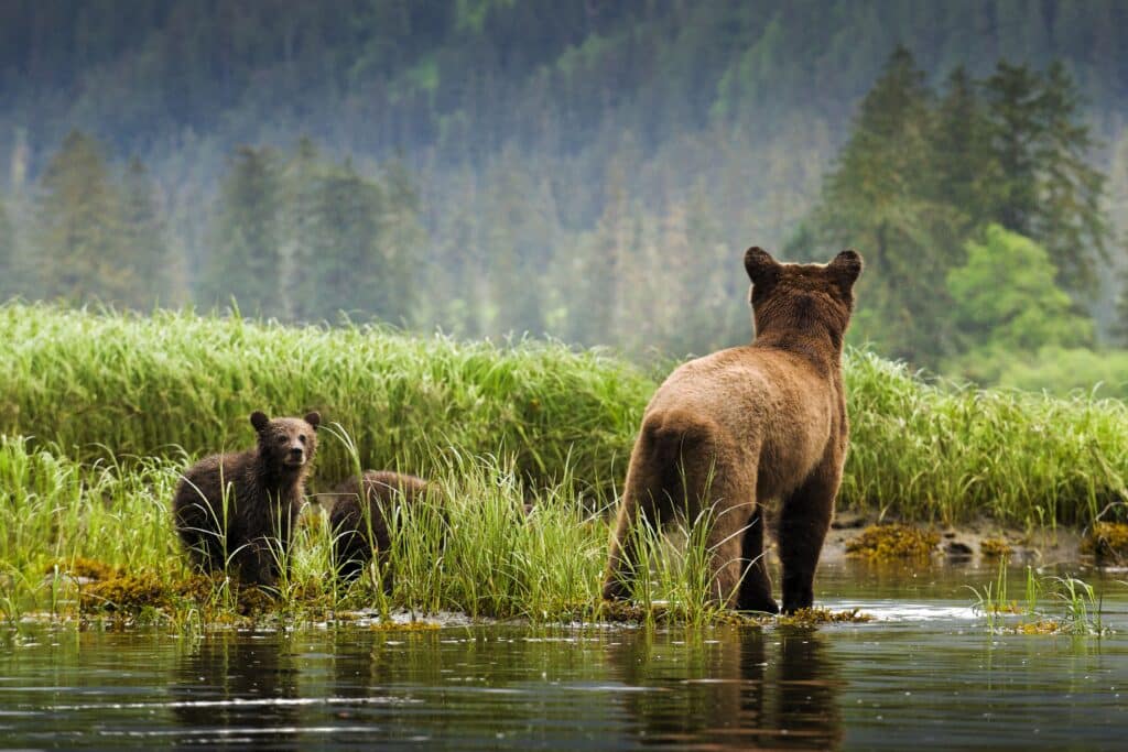 Une grizzli femelle avec ses deux petits au Khutze Estuary, dans la forêt pluviale de Great Bear en Colombie-Britannique, Canada