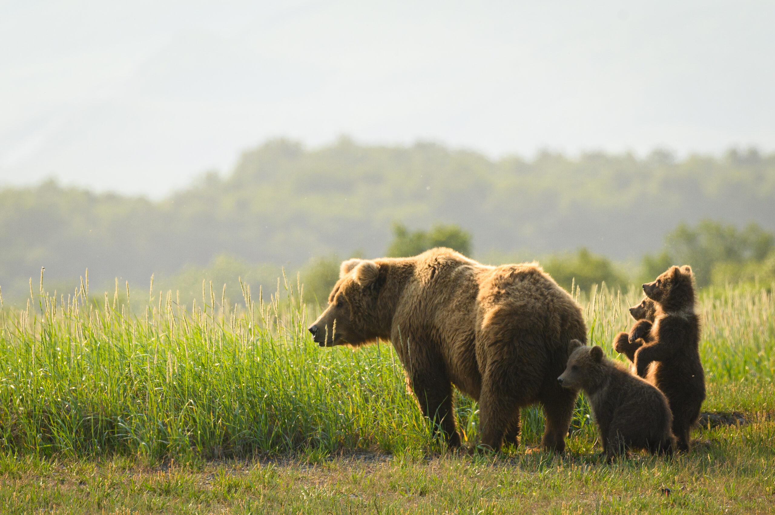 Une famille d'ours bruns à Hallo Bay dans le parc national de Katmai en Alaska