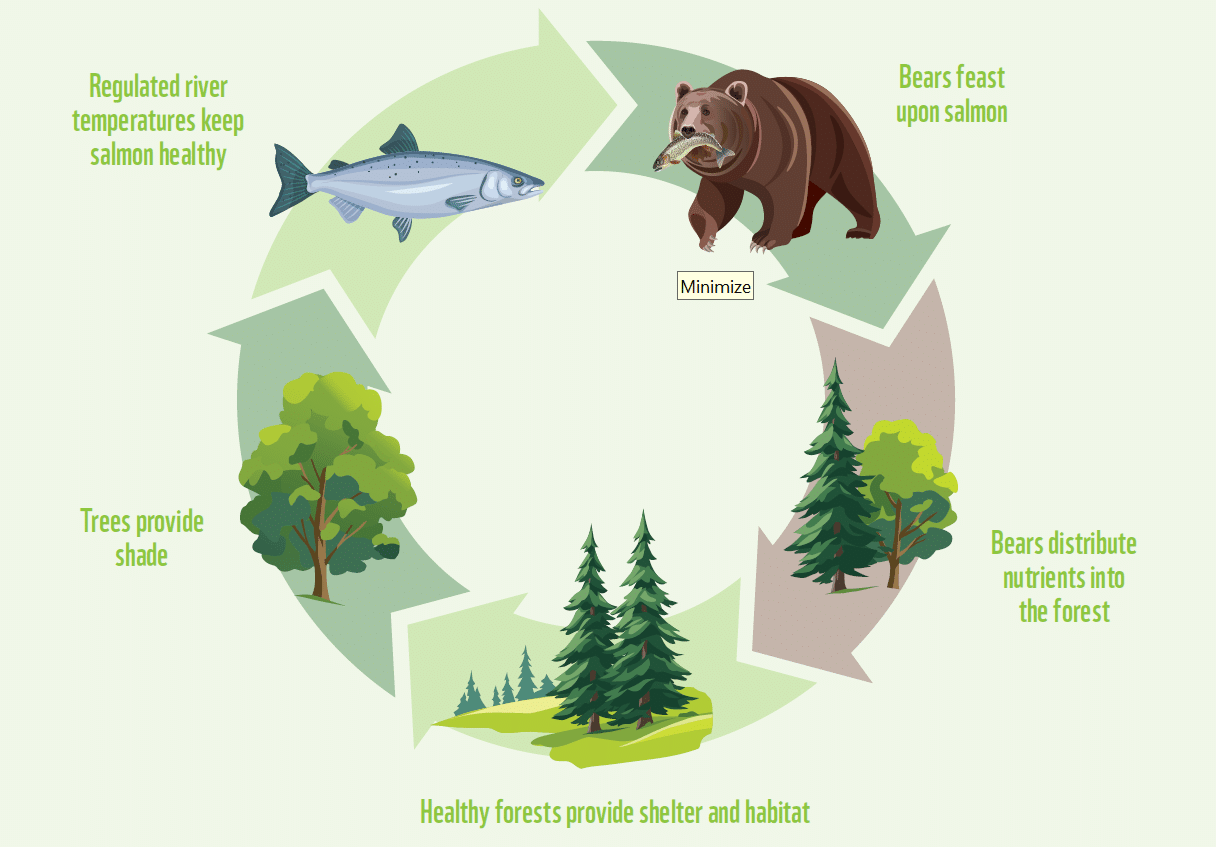 A circular graphic showing the relationship between grizzlies, salmon and forersts.