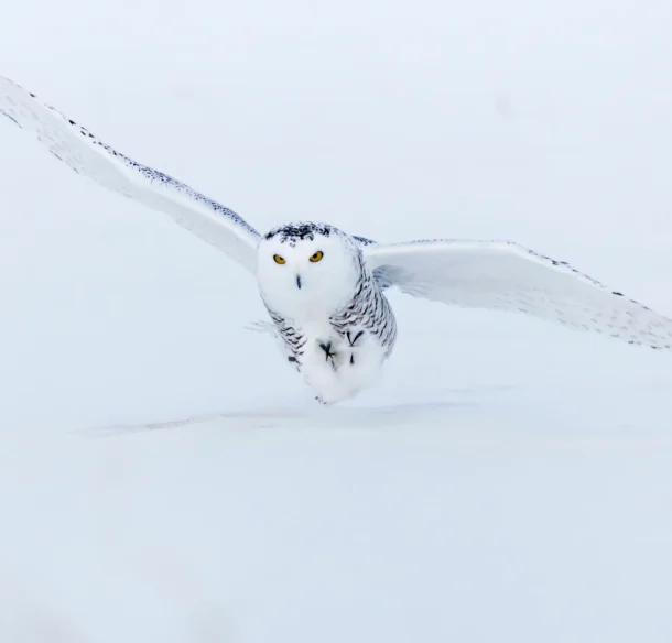 A Snowy Owl (Bubo scandiacus) with striking yellow eyes is flying low over a snow-covered landscape in Alberta, Canada.