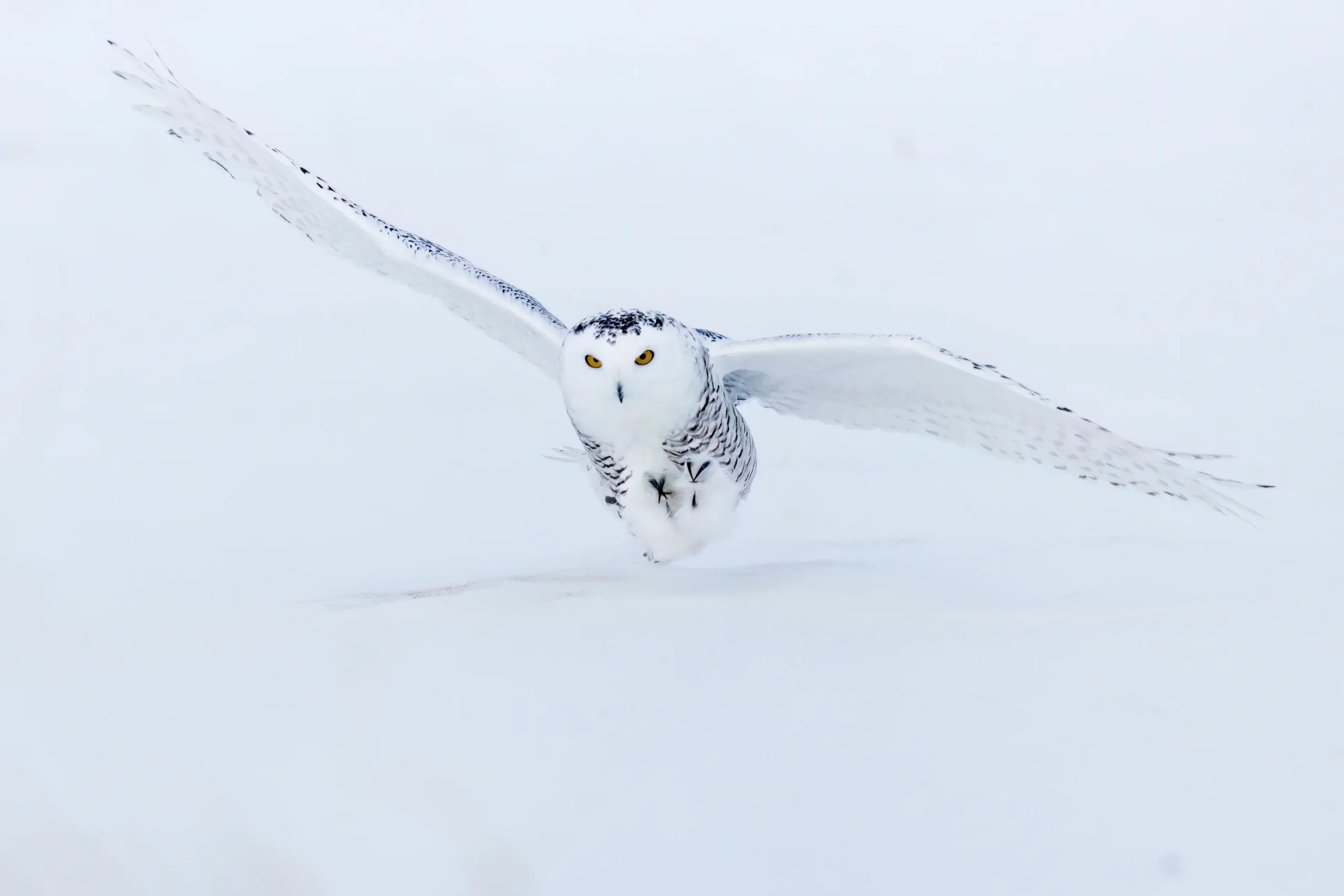 A Snowy Owl (Bubo scandiacus) with striking yellow eyes is flying low over a snow-covered landscape in Alberta, Canada.