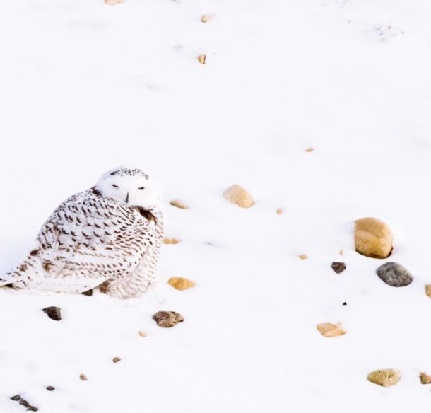 Harfang des neiges (Bubo scandiacus). Churchill, Canada.