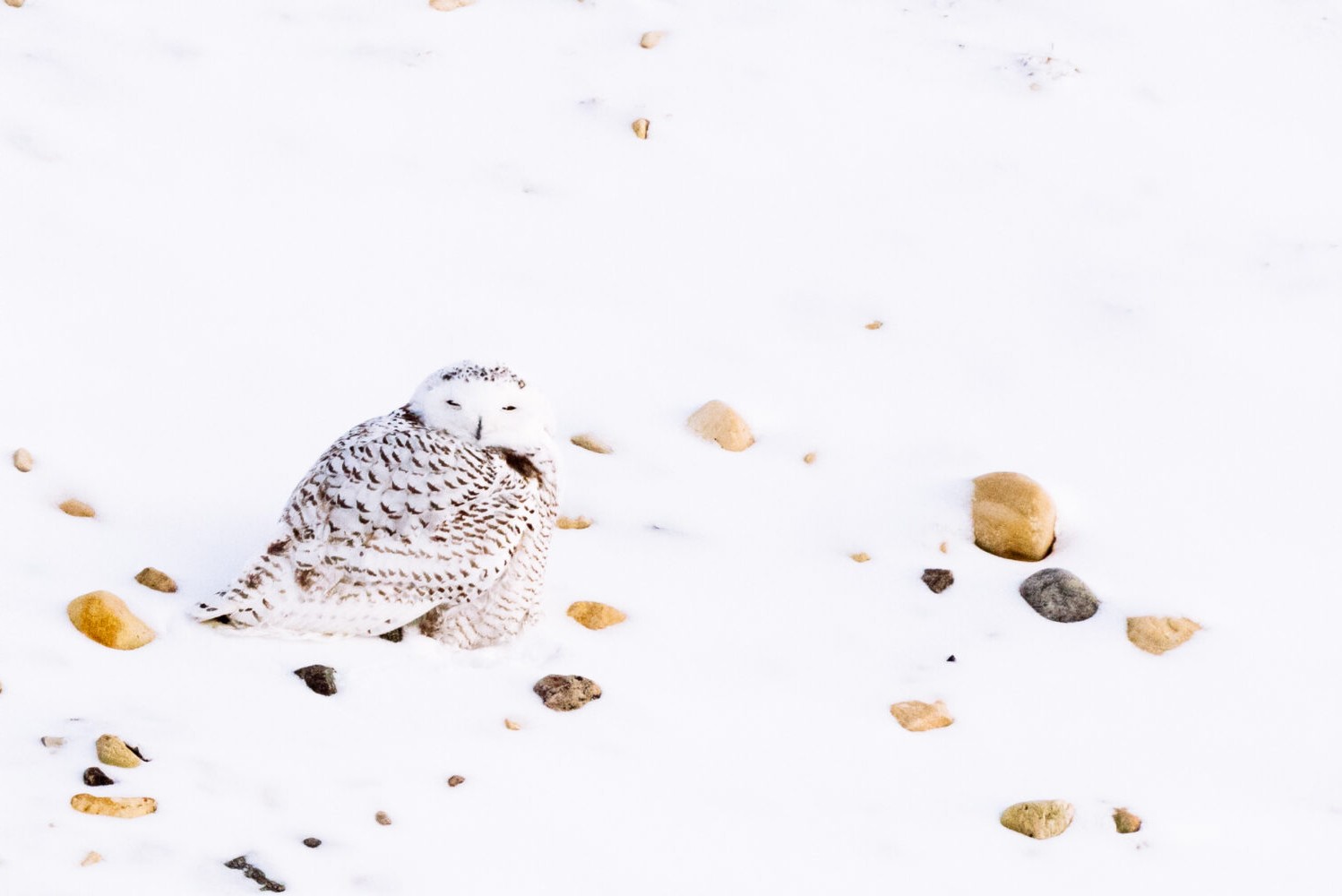 Harfang des neiges (Bubo scandiacus). Churchill, Canada.