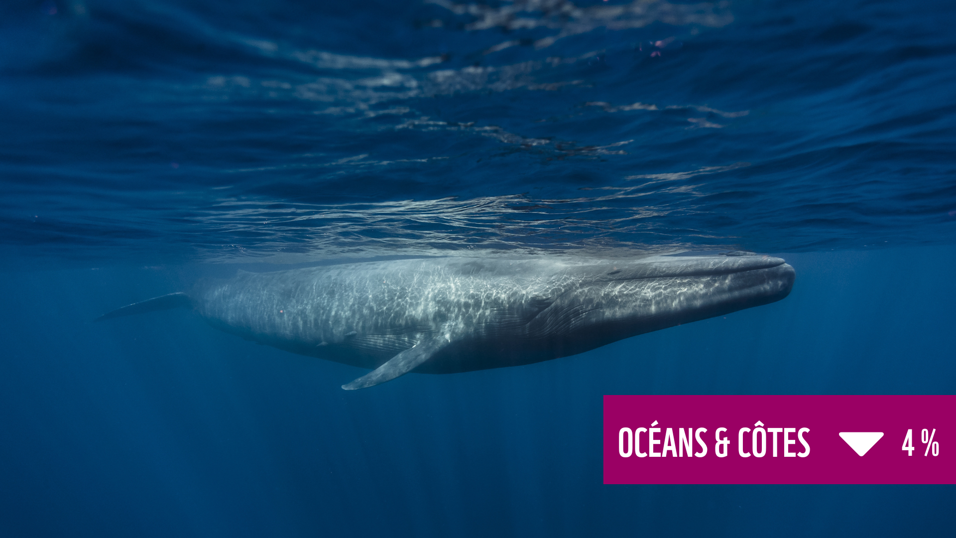 Une baleine bleue avec une boite de texte qui dit "océans & côtes baisse de 4 %"