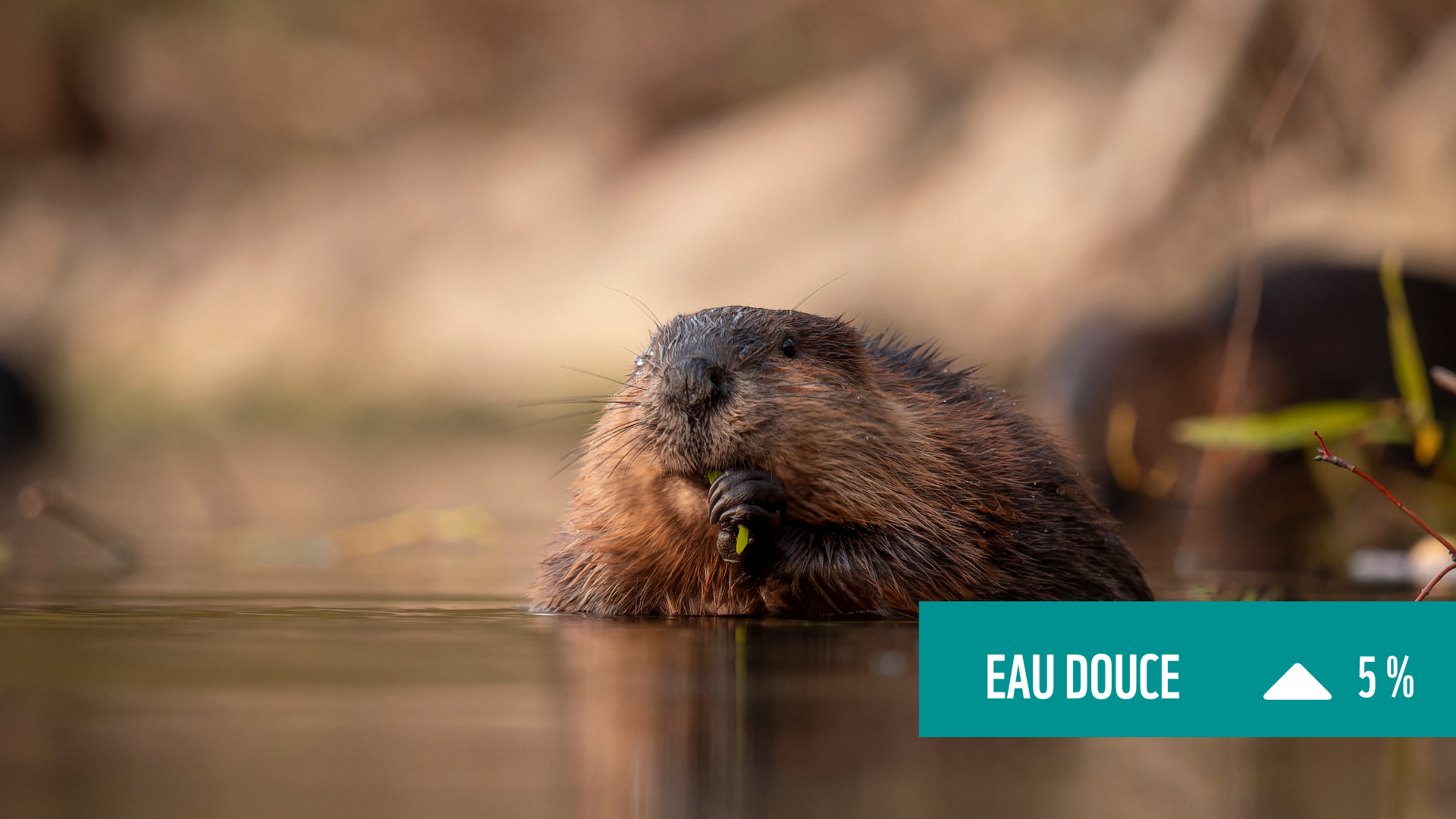 Un castor avec une boite de texte qui dit "eau douce hausse de 5 %"