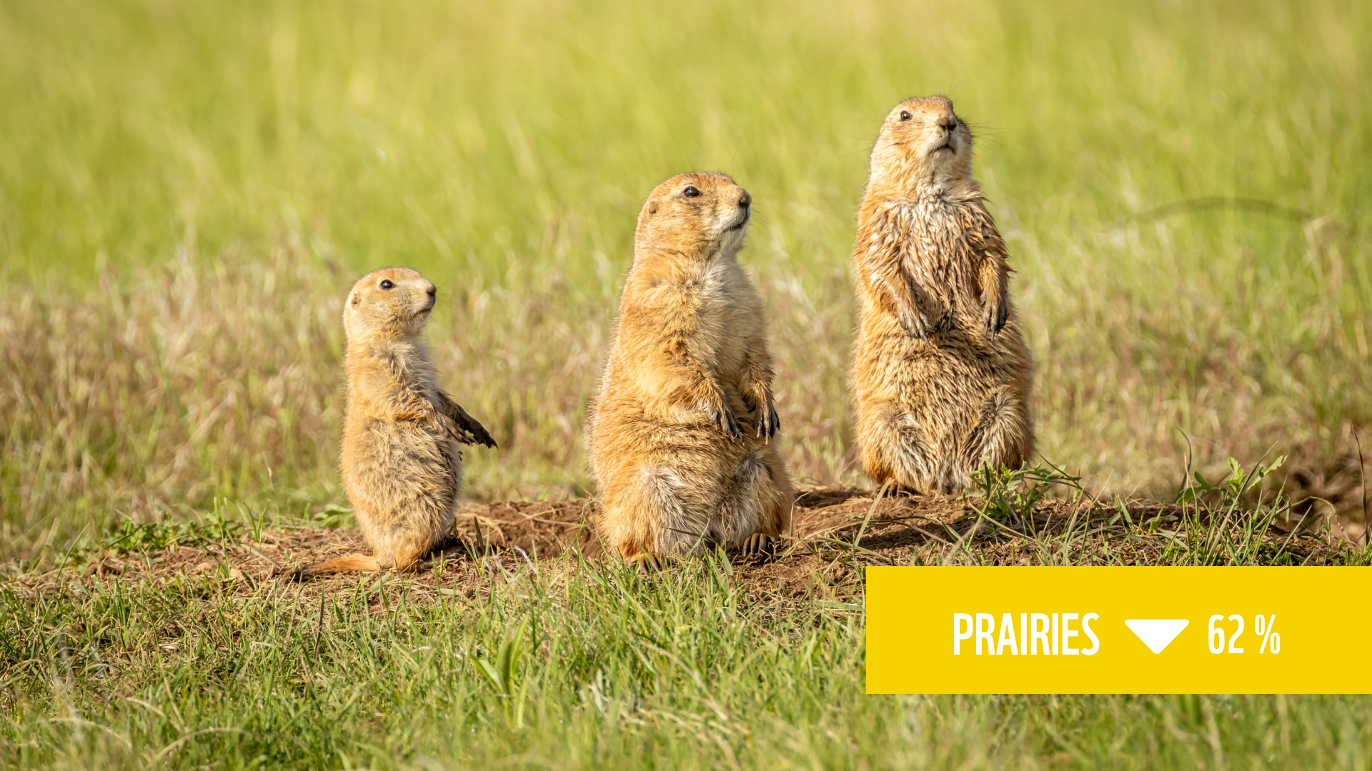 Un trio de chiens-de-prairie à queue noire avec une boite de texte qui dit "prairies baisse de 62 %"