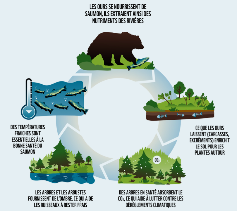 Un graphique circulaire montrant la relation entre le grizzli, le saumon et la forêt.