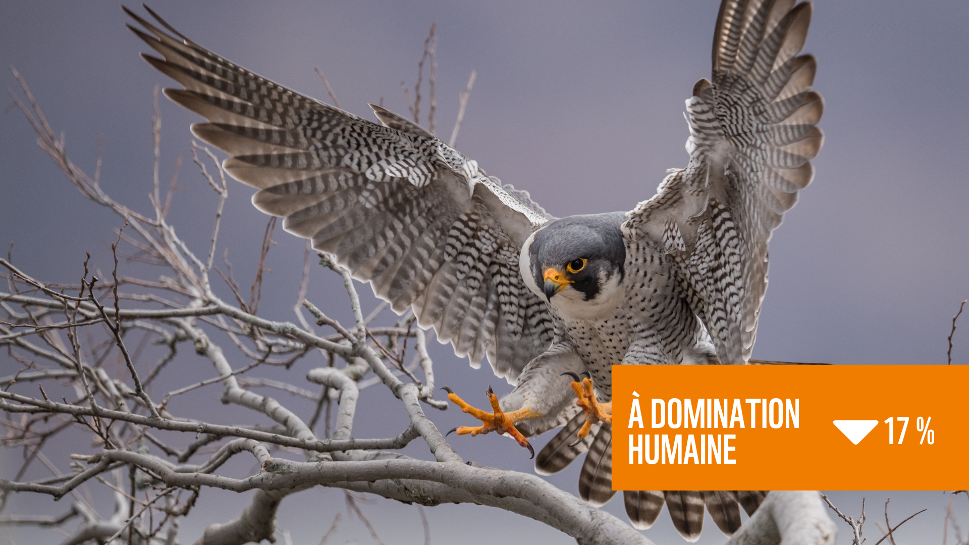 Un faucon pèlerin avec une boite de texte qui dit "à domination humaine baisse de 17 %"