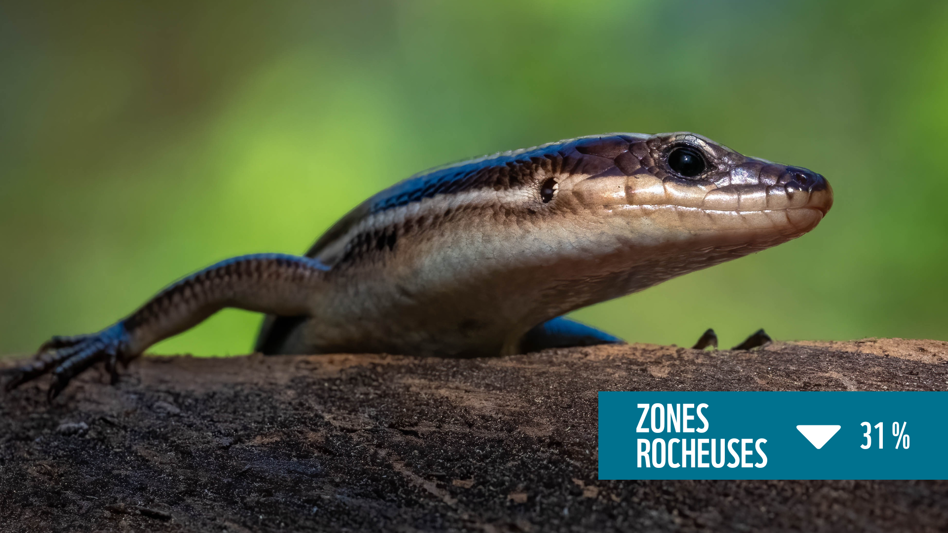 Un scinque pentaligne avec une boite de texte qui dit "zones rocheuse baisse de 31 %"