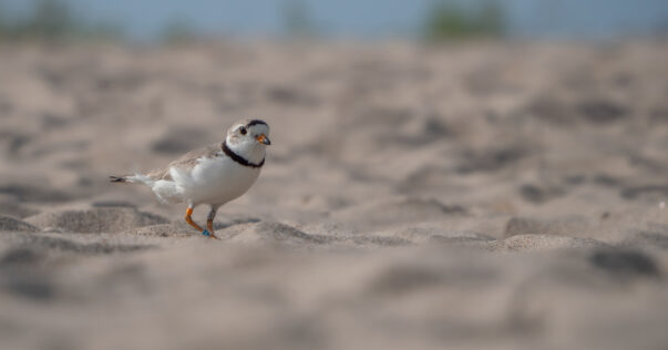 A Piping plover (Charadrius melodus) wanders a beach in Simcoe County, Canada