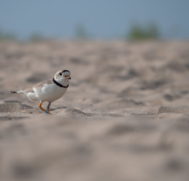 A Piping plover (Charadrius melodus) wanders a beach in Simcoe County, Canada