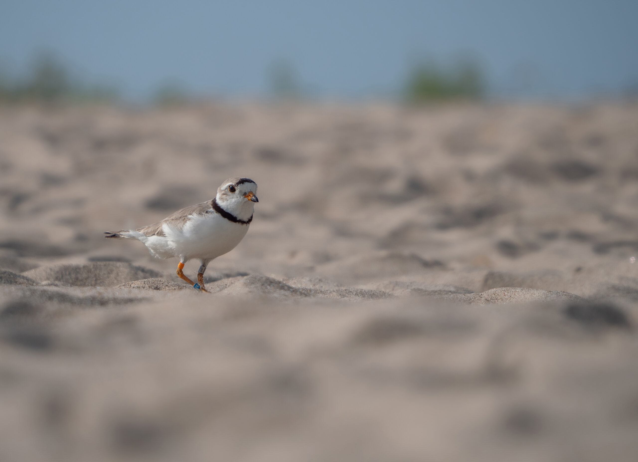 A Piping plover (Charadrius melodus) wanders a beach in Simcoe County, Canada