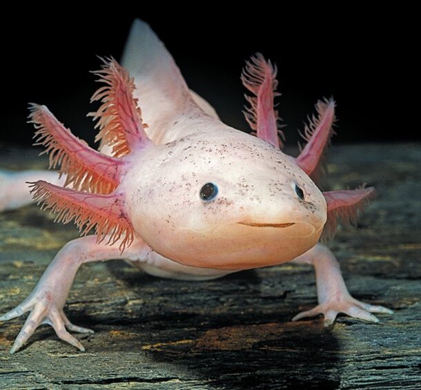 Pale pink axolotl with dark pink feathery gills on the side of its head