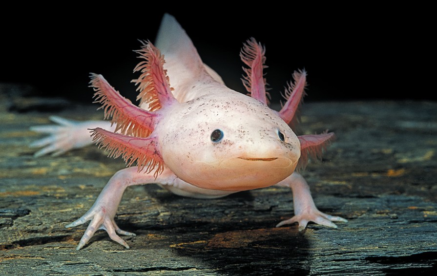 Pale pink axolotl with dark pink feathery gills on the side of its head