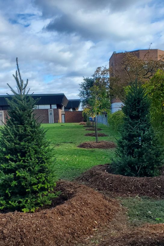 A row of recently planted coniferous and deciduous trees each surrounded with a ring of mulch, growing outside university buildings.