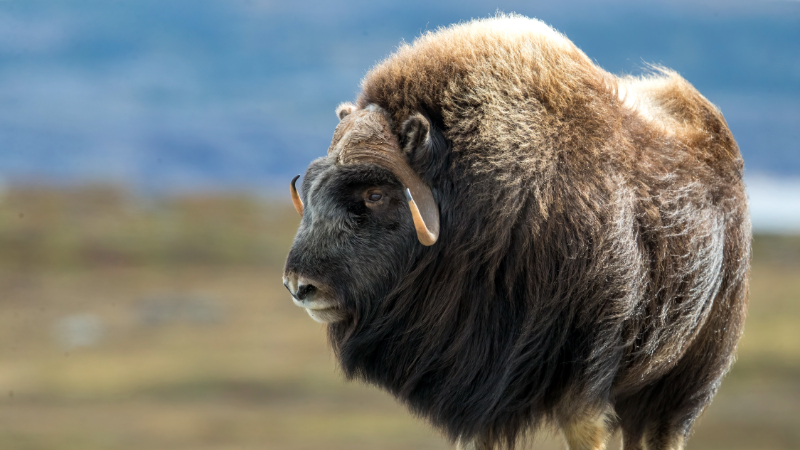 Muskox in foreground with grasslands in the background