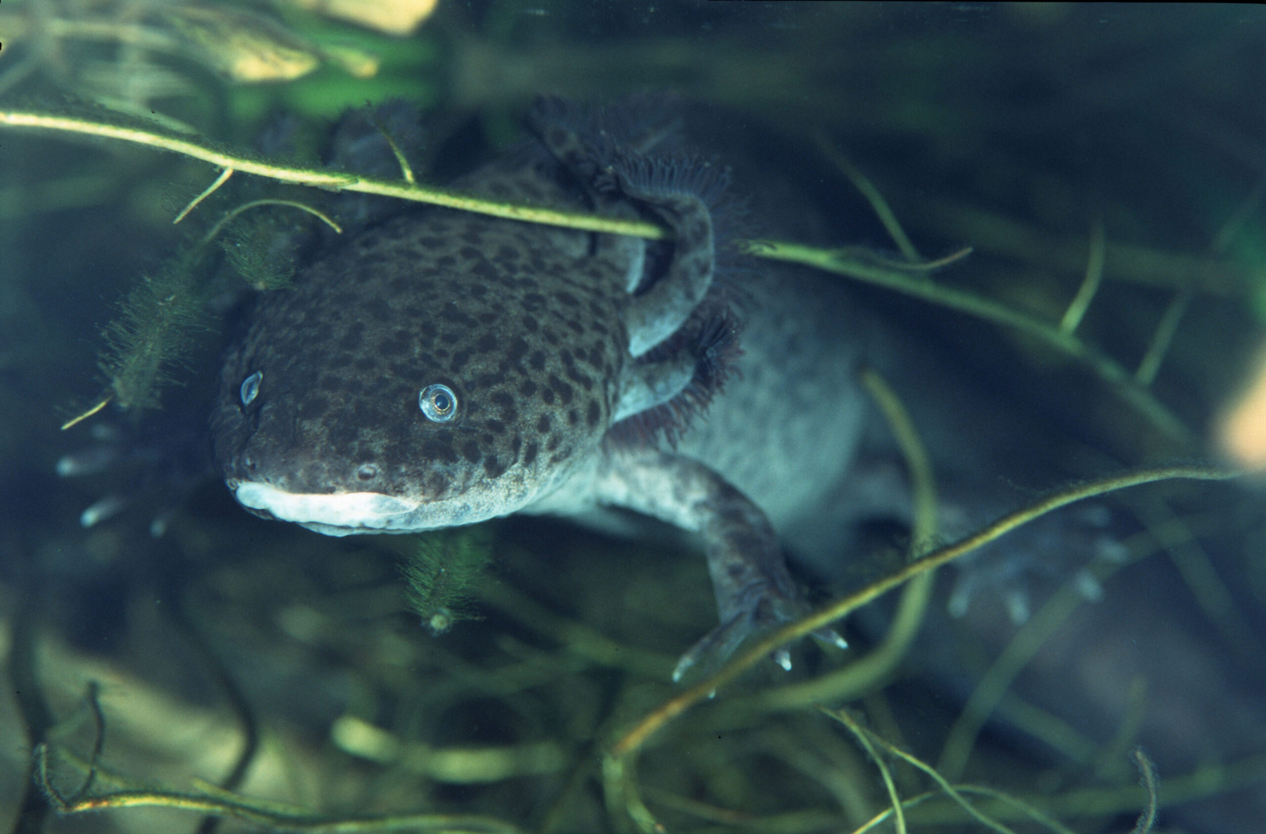 A dark brown axolotl underwater