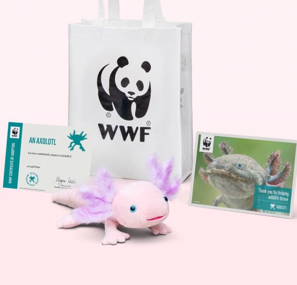 Axolotl adoption kit components, including pale pink axolotl plush, a poster, adoptions certificate and tote bag.