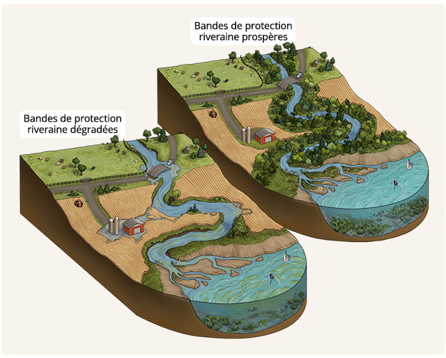 Comparaison de deux scénarios illustrant un même cours d’eau sillonnant des terres agricoles. À gauche, une bande de protection riveraine endommagée provoque des inondations et une diminution du couvert végétal. À droite, une bande restaurée et intacte prévient les inondations et favorise la biodiversité.
