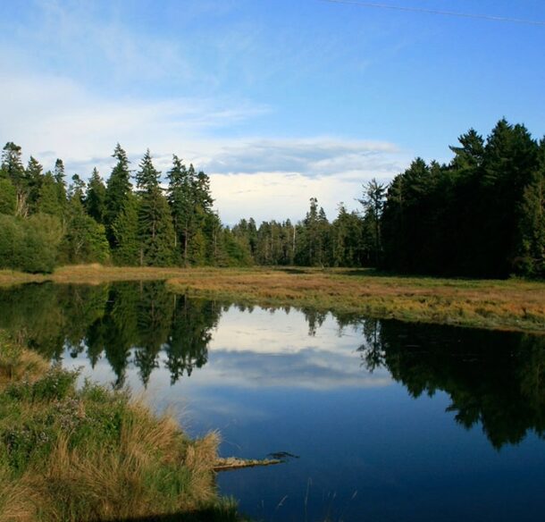 A river with riparian buffers on both siodes and a forest in the distance