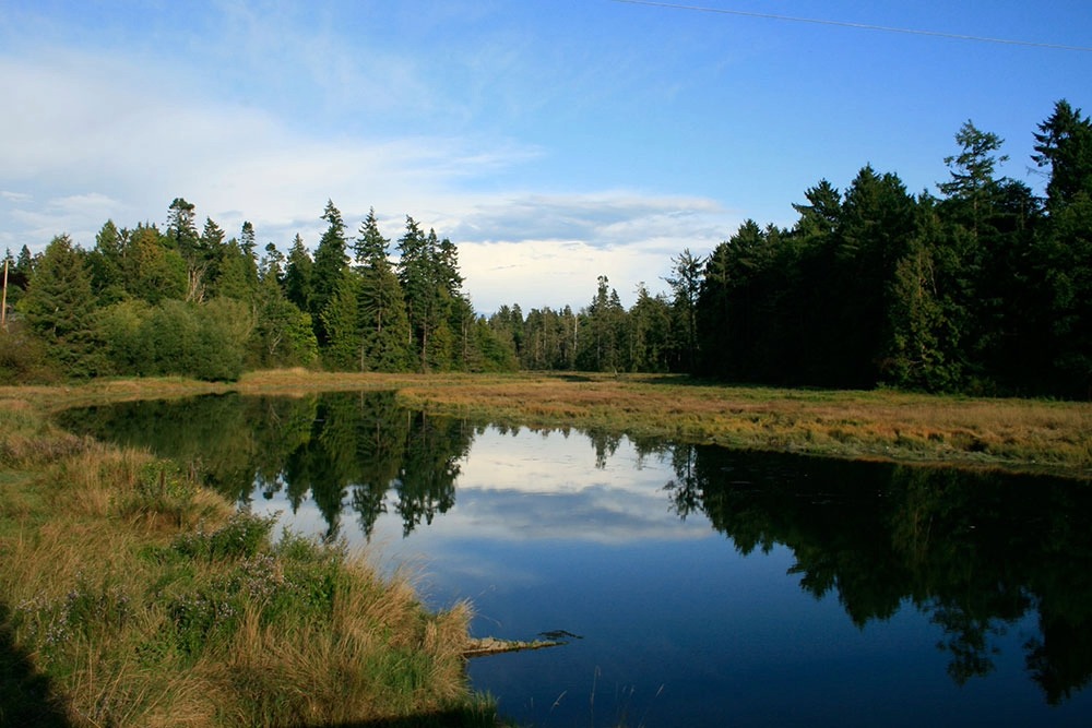 A river with riparian buffers on both siodes and a forest in the distance
