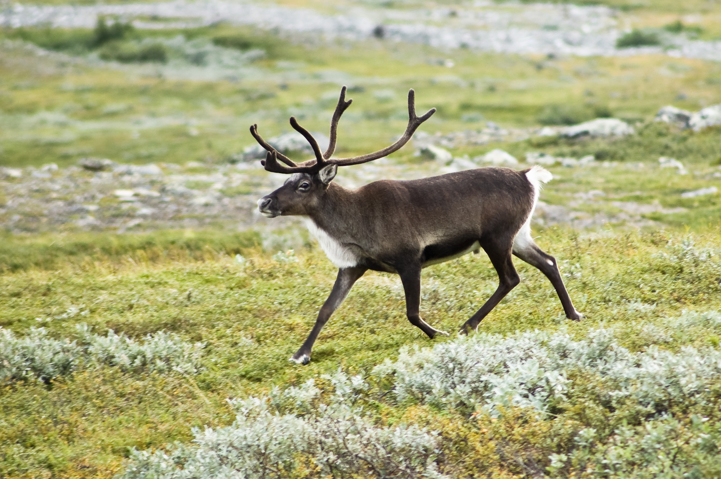 Reindeer walking on a green field