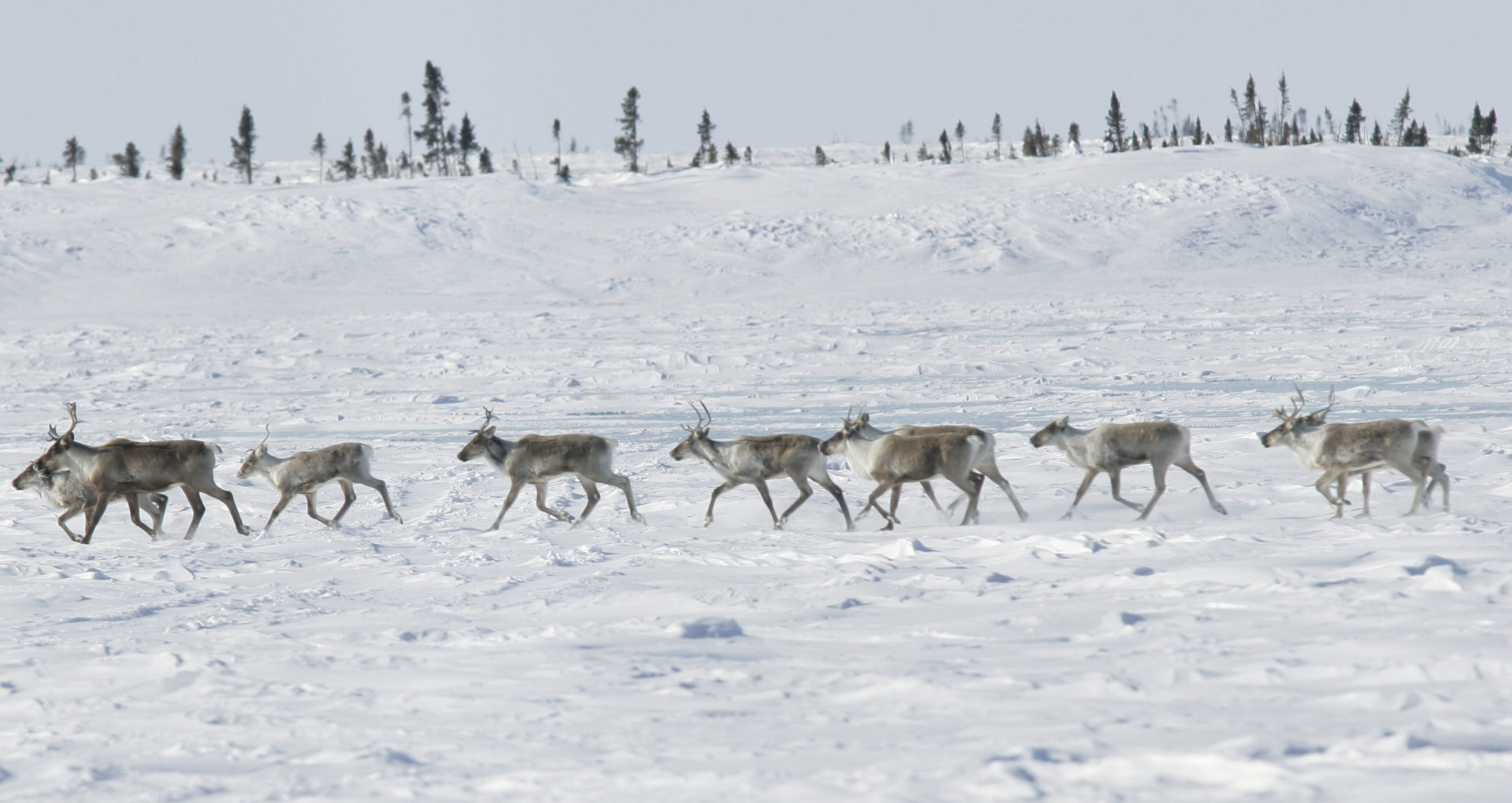 A herd of Barren-ground caribou move through a snowy winter landscape